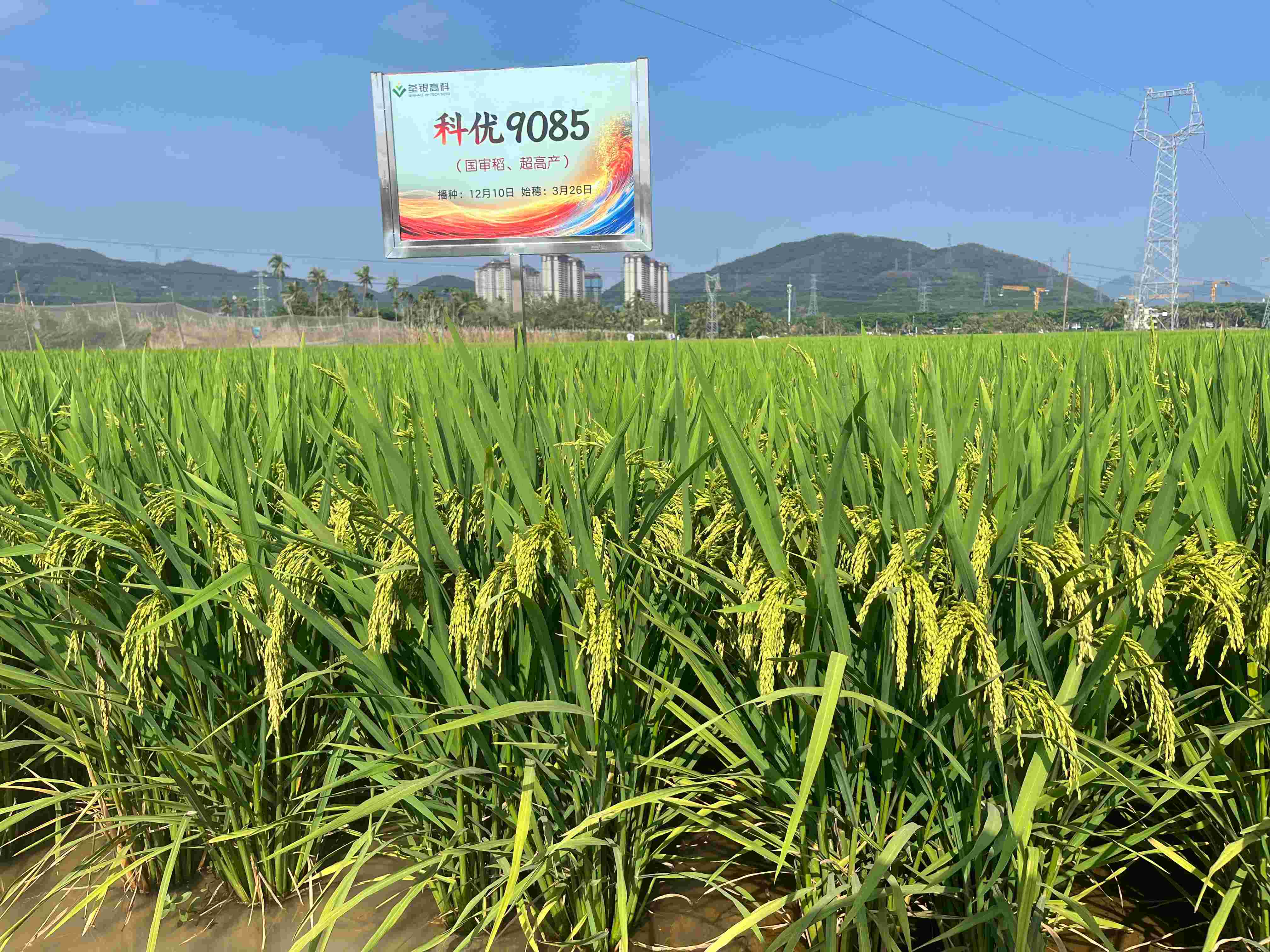 科優(yōu)9085 (2).jpg 科優(yōu)9085 (2).jpg