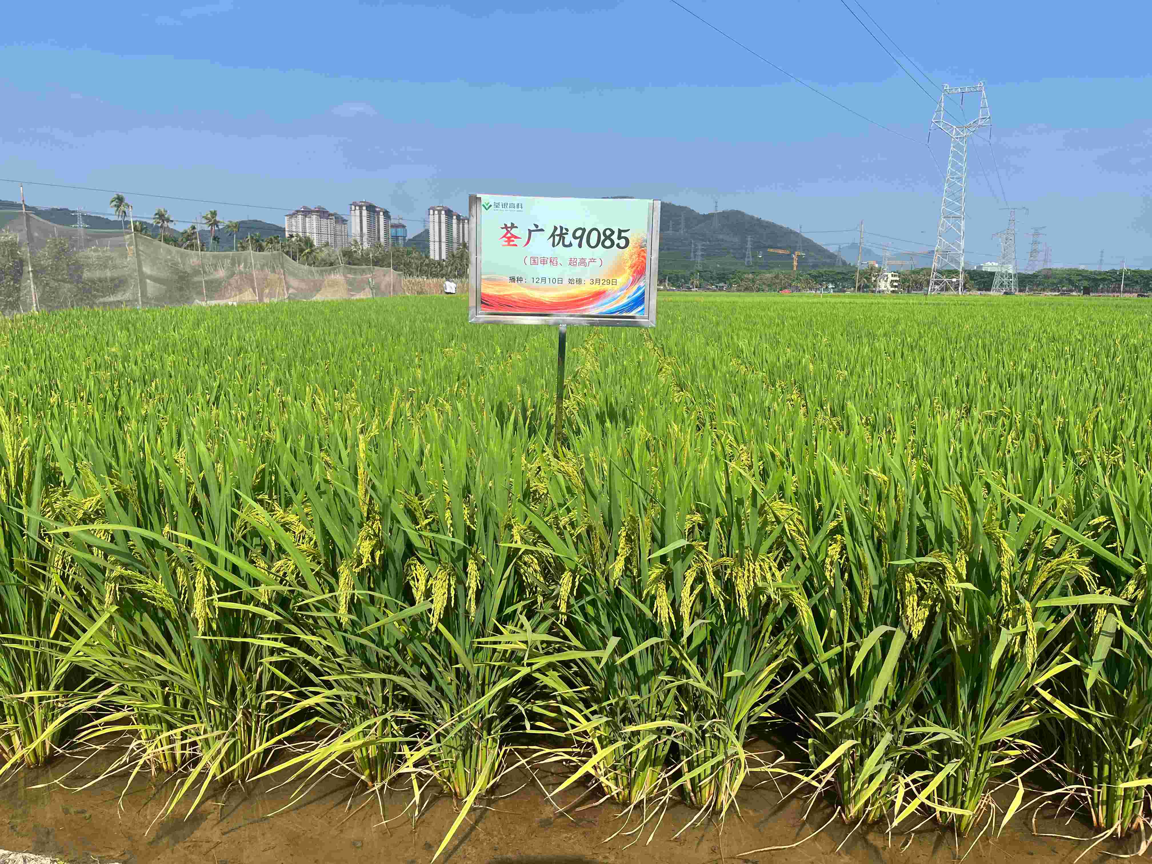 荃廣優(yōu)9085 (2).jpg 荃廣優(yōu)9085 (2).jpg